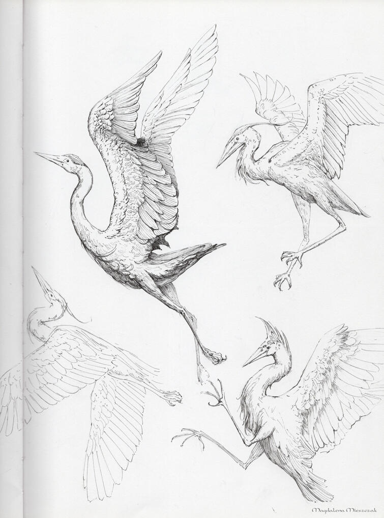 Feathers